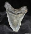 Megalodon Tooth From NC #838-2